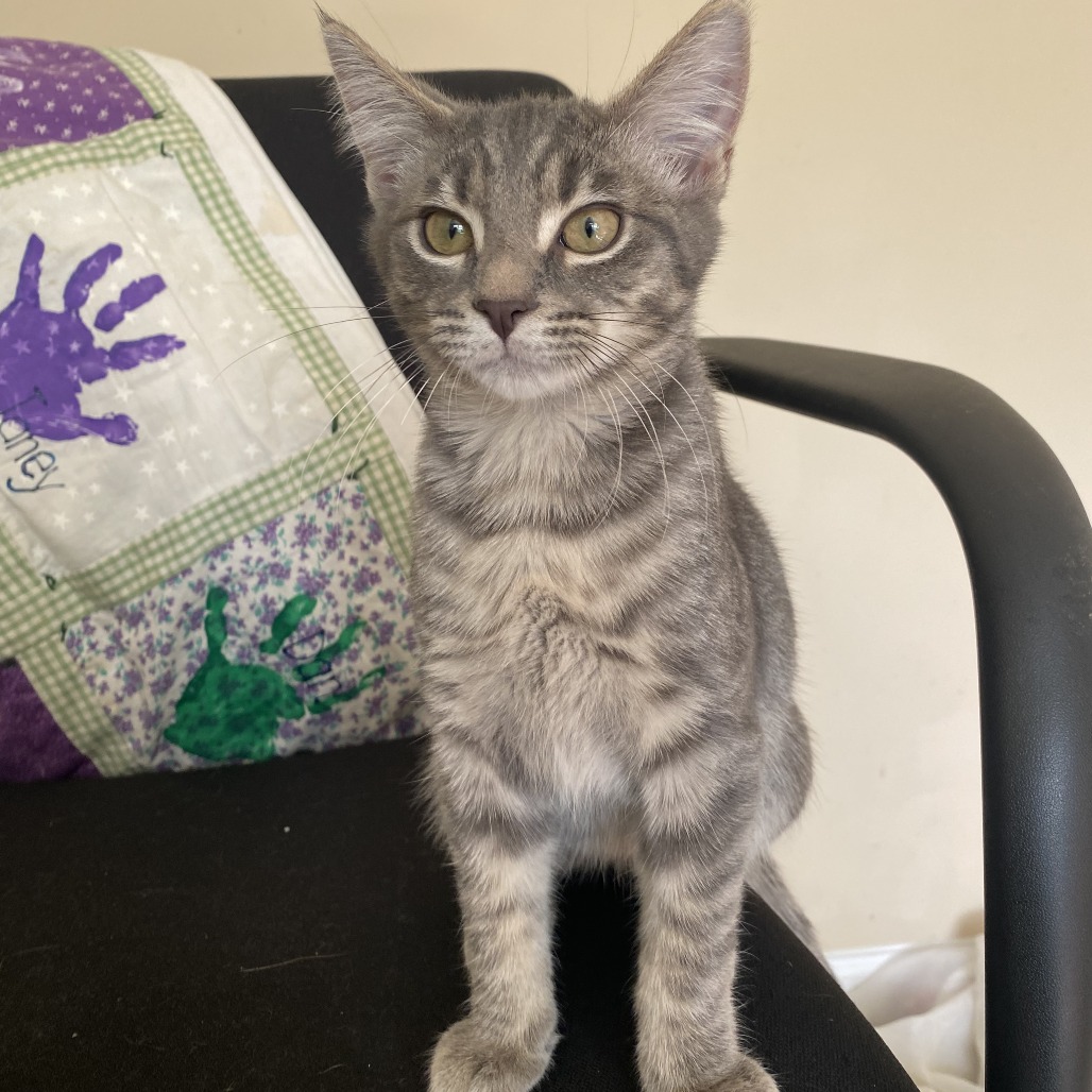 CLOVE - Domestic Shorthair available for adoption