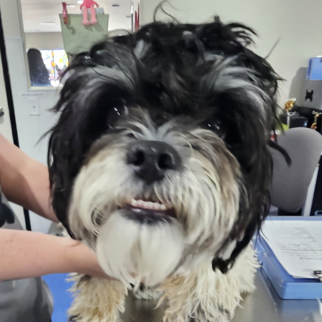 Moo **STRAY HOLD - NOT AVAILABLE**