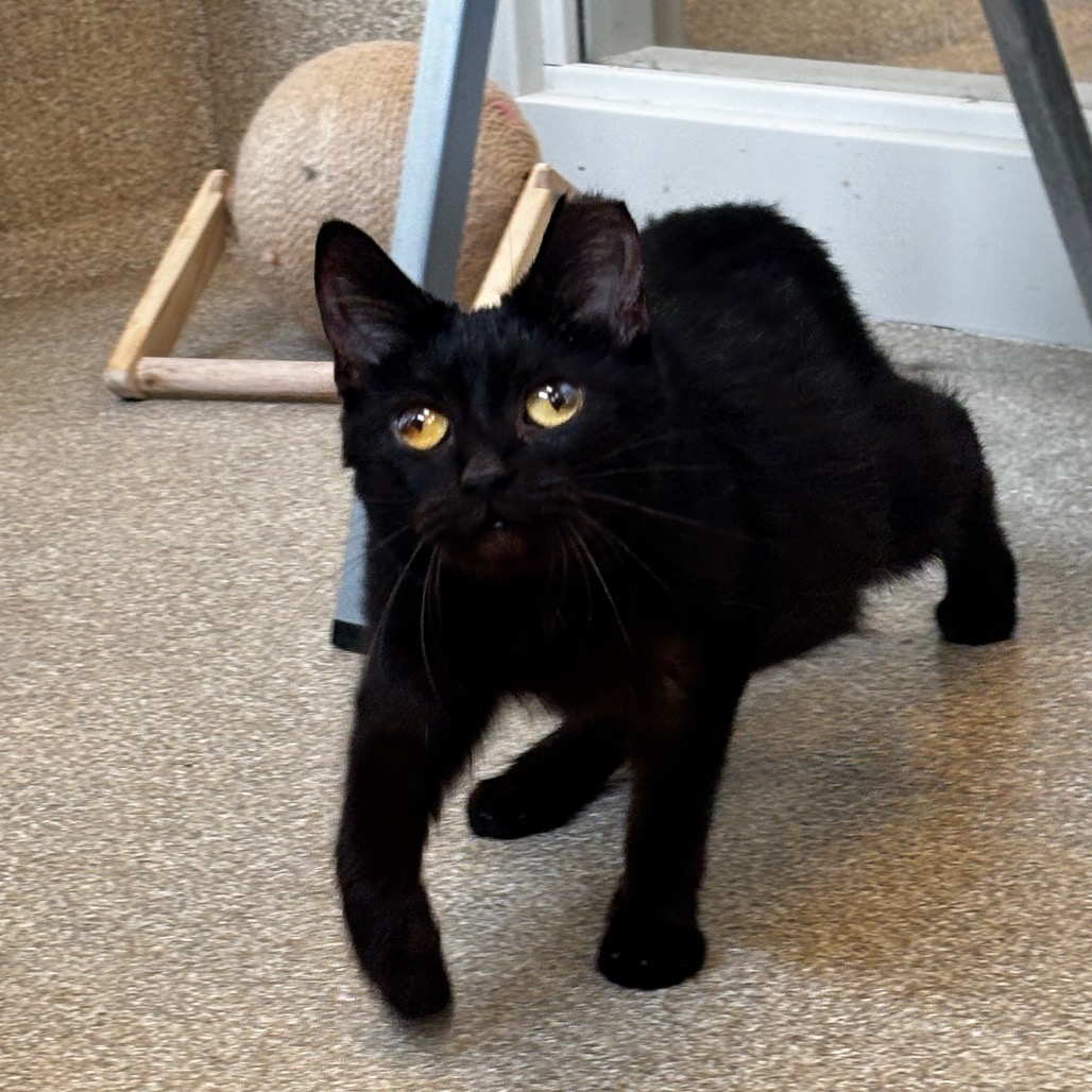 Squiggles -I'm in a foster home, Call to meet with me!, photo 4