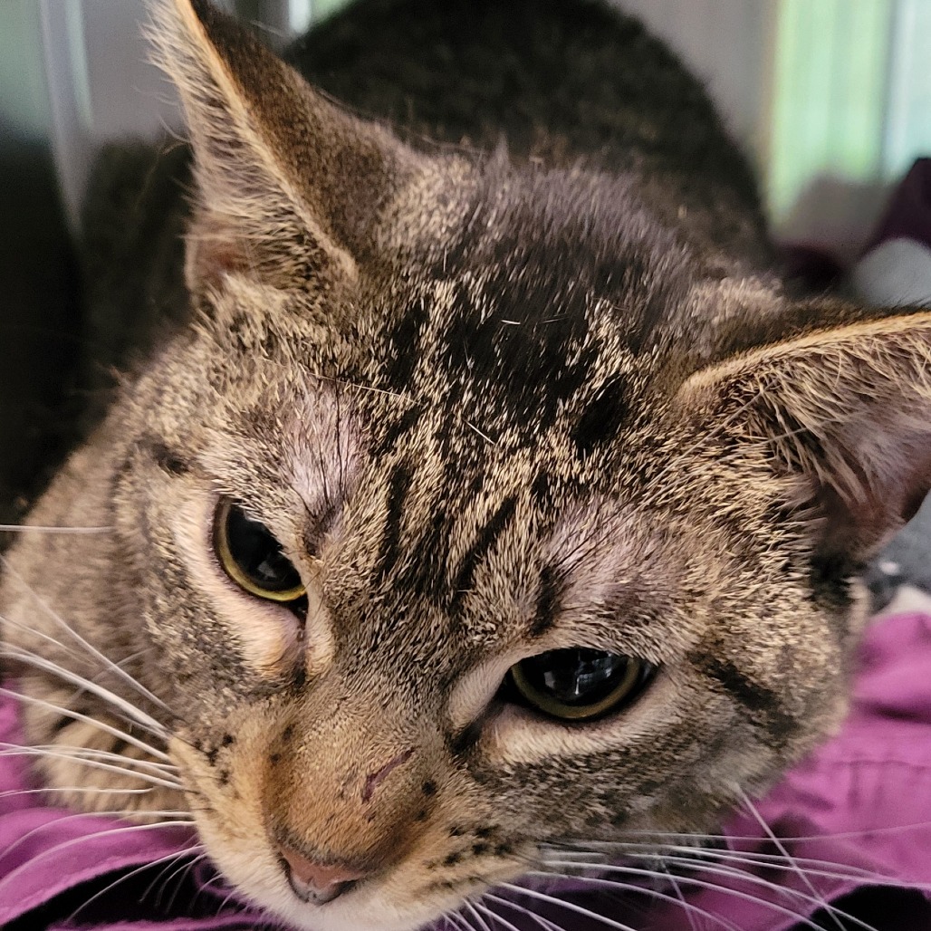 Satay — thumbnail 2