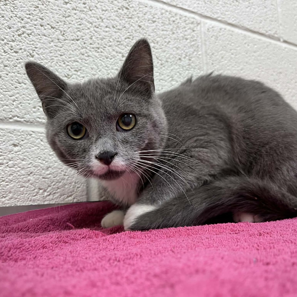 Whitt — thumbnail 2