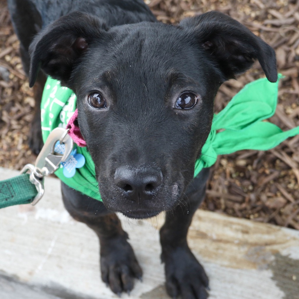 ASTEROID - Shepherd / Retriever, Labrador available for adoption