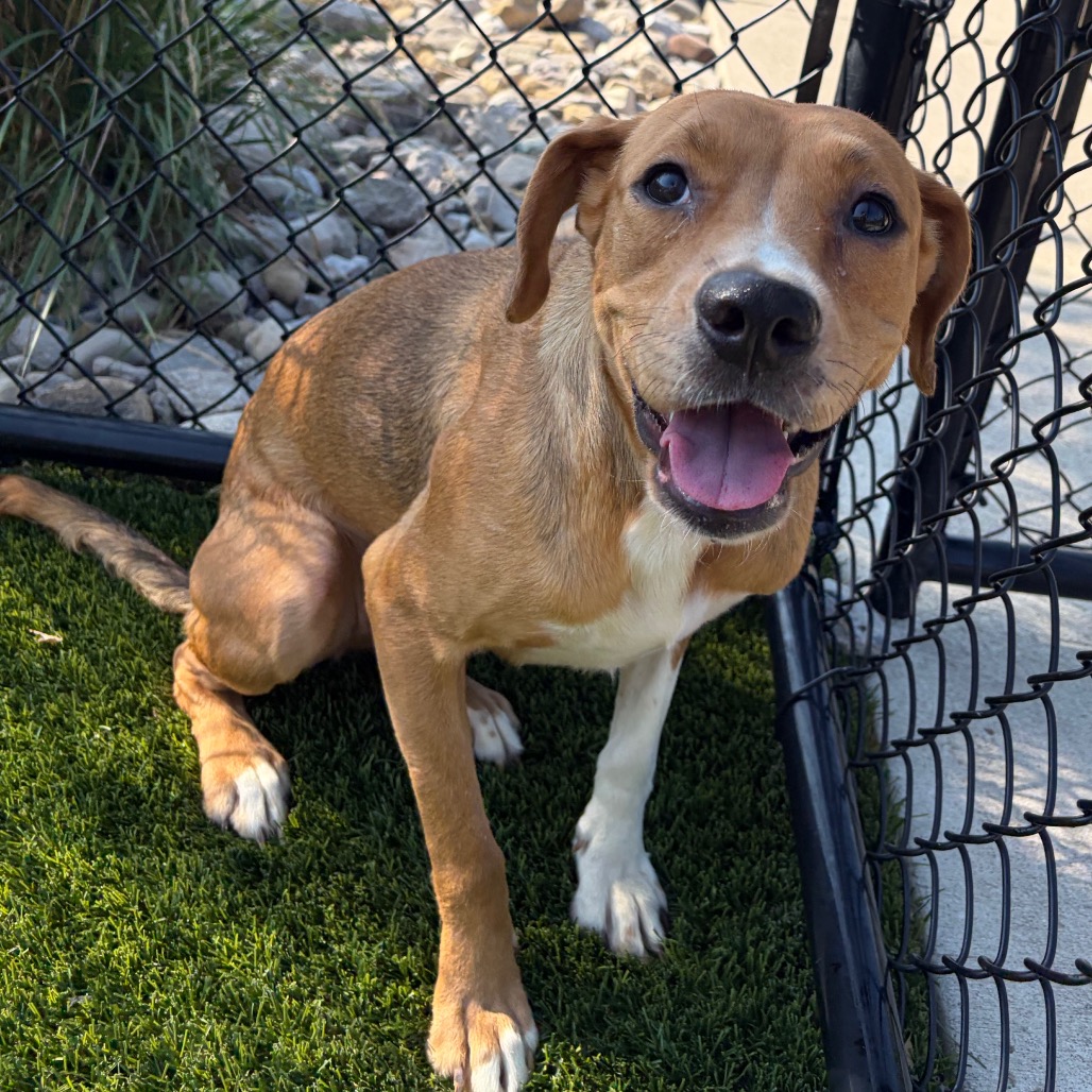 ISABELLA - Mixed Breed (Medium) available for adoption