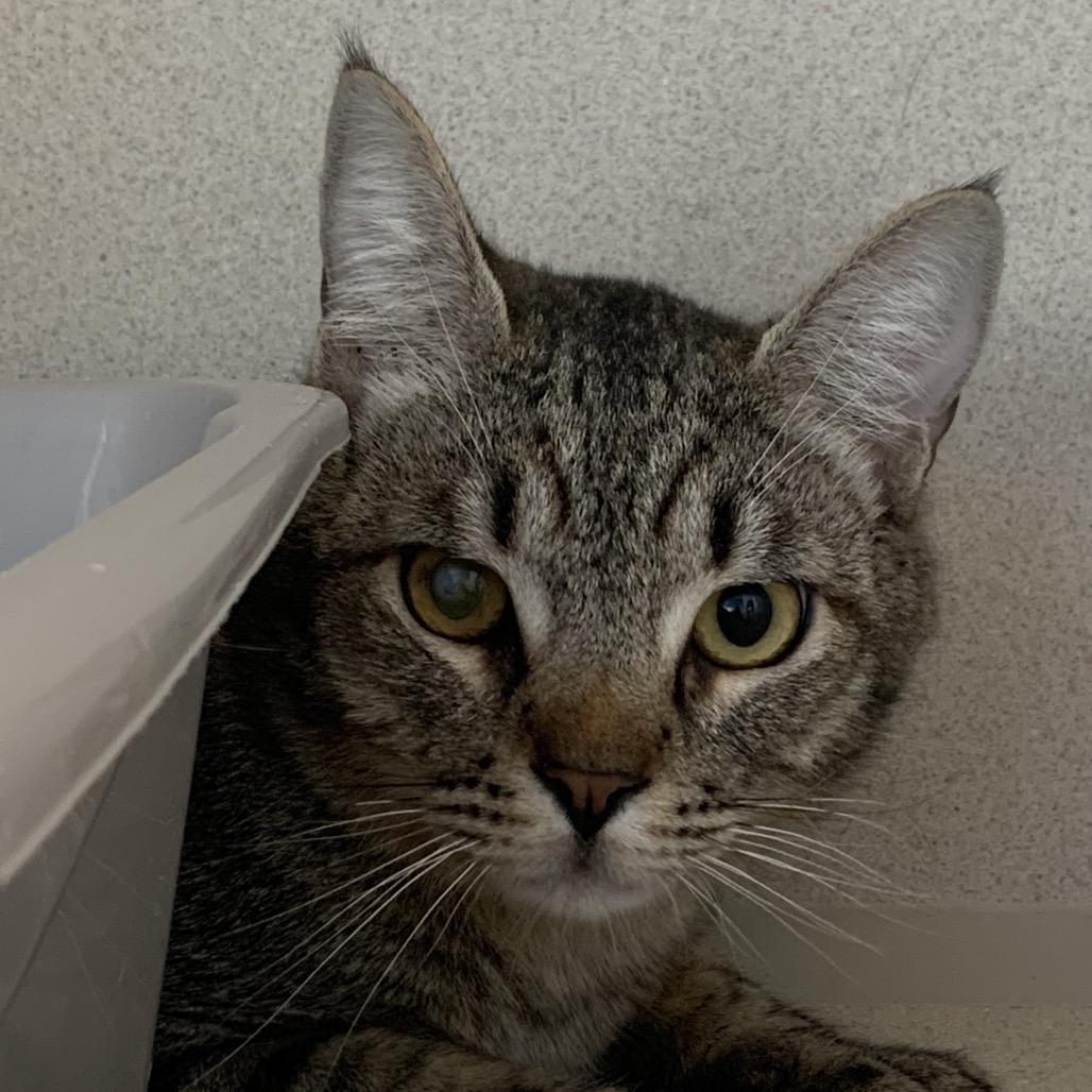 Vlad - Domestic Shorthair