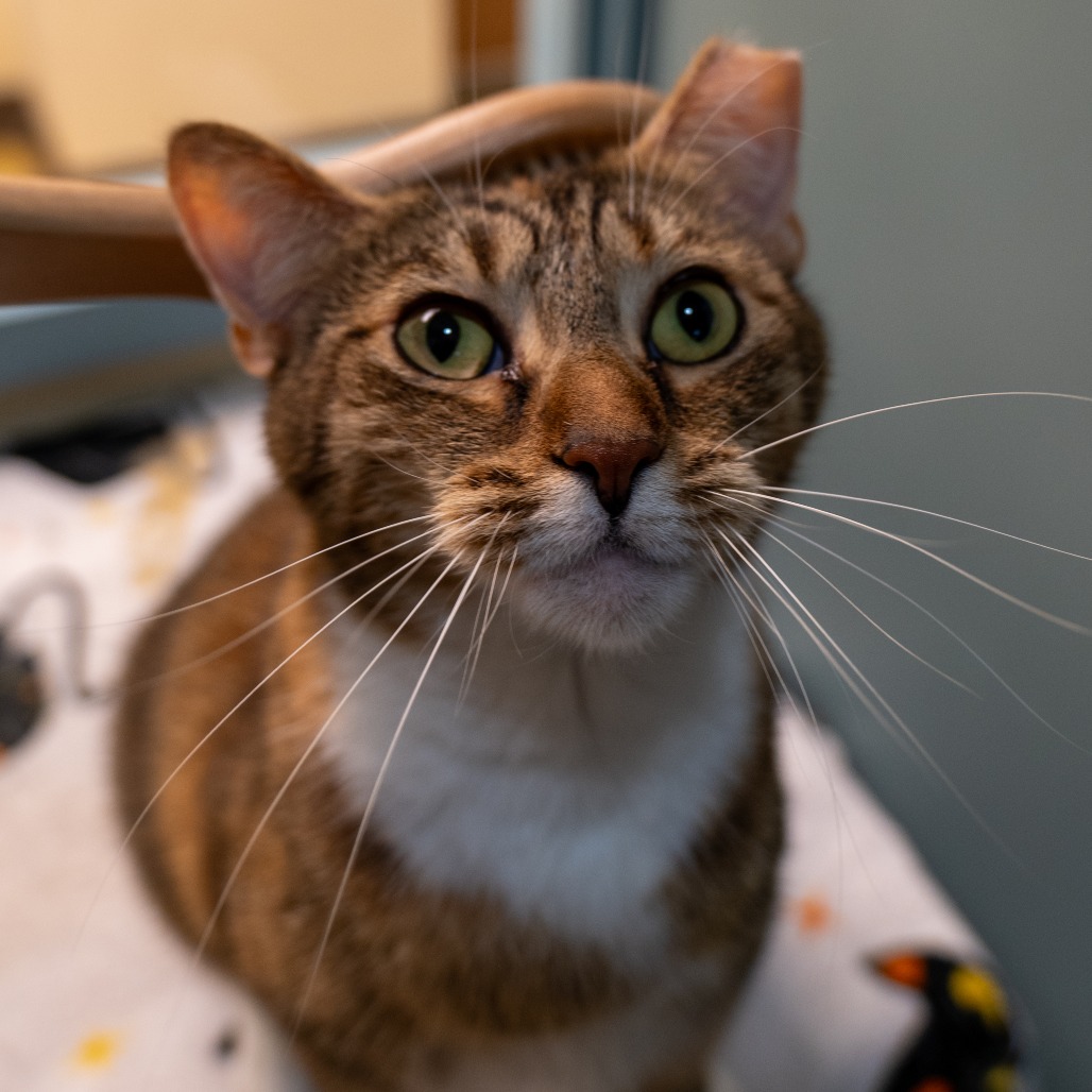 BANANA - Domestic Shorthair available for adoption