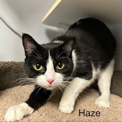 Haze--In Foster, photo 3