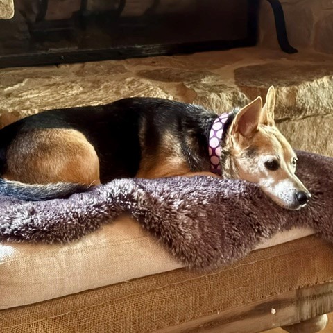 BANJO (IN FOSTER) - Mixed Breed (Small) available for adoption