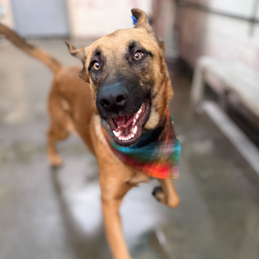 Scooby — thumbnail 4