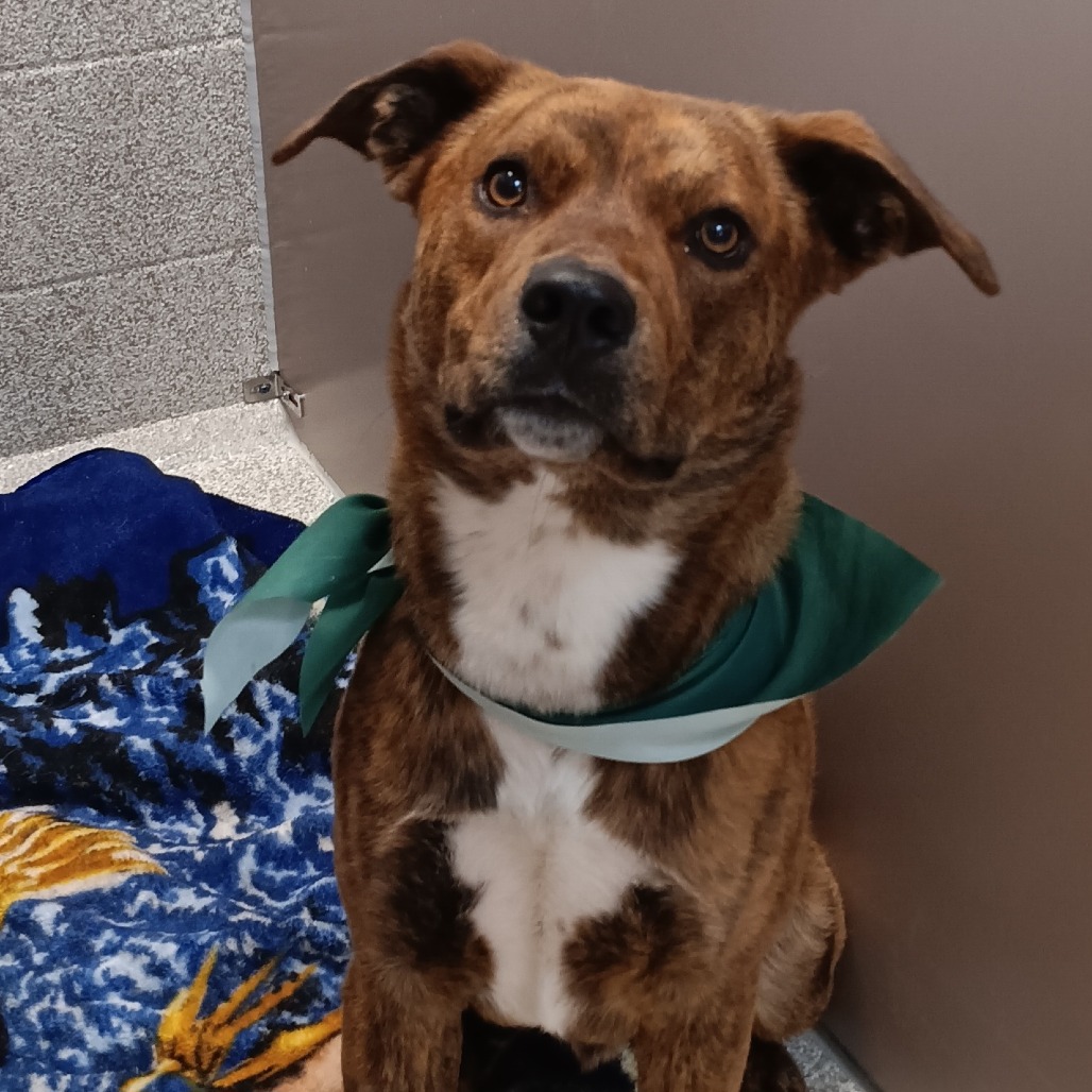 RYDER - Mixed Breed (Medium) available for adoption