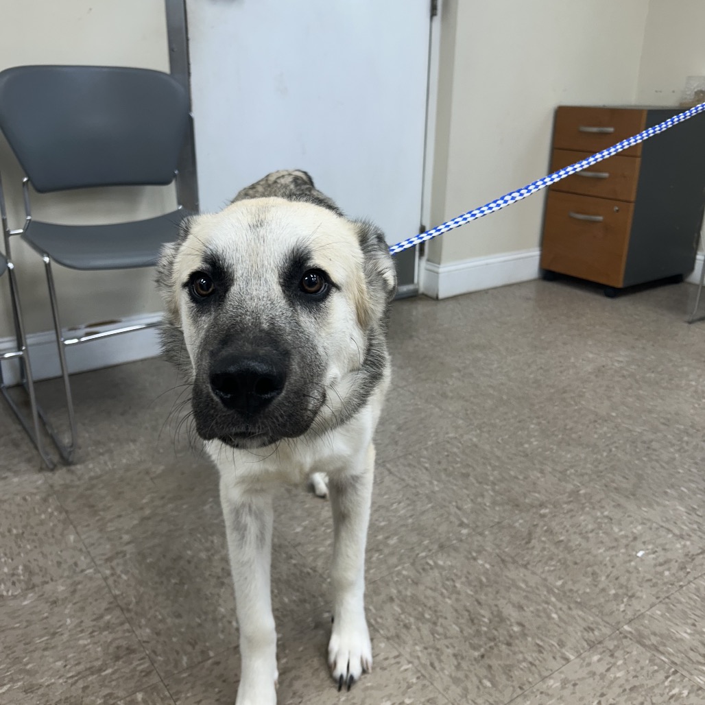 BIG MAN - Unknown available for adoption