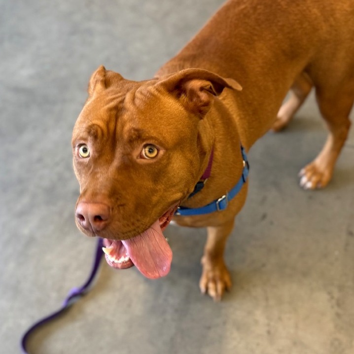 Photo of Charybdis 4