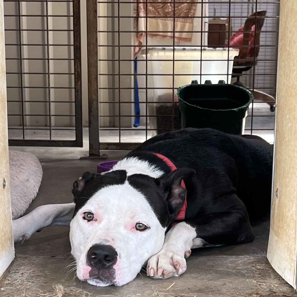 Photo of Tux (Silko)