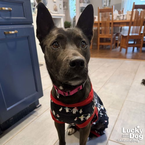 FLASH - Malinois, Belgian / Mix available for adoption