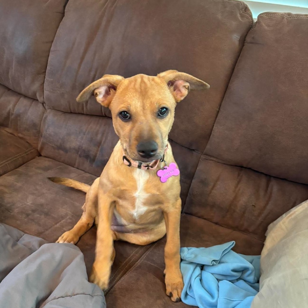 Harper
