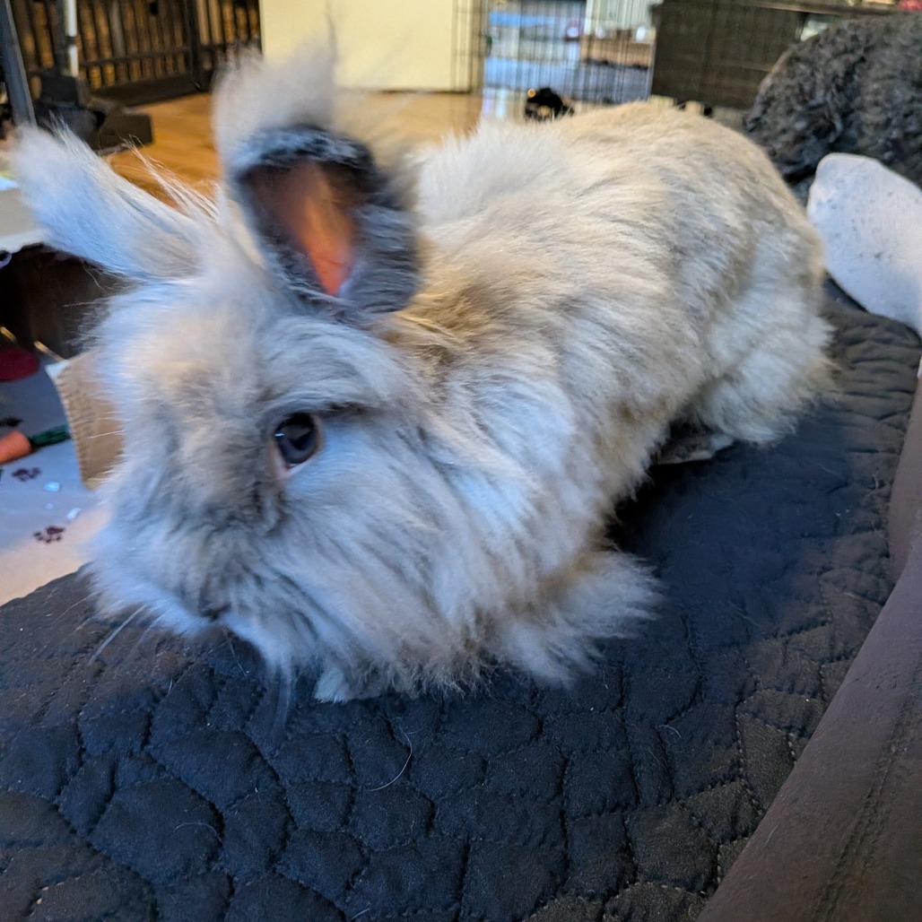 CHEDDAR