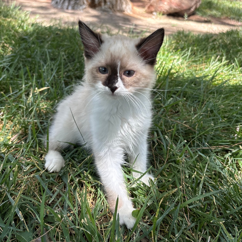 ALI - Domestic Longhair available for adoption