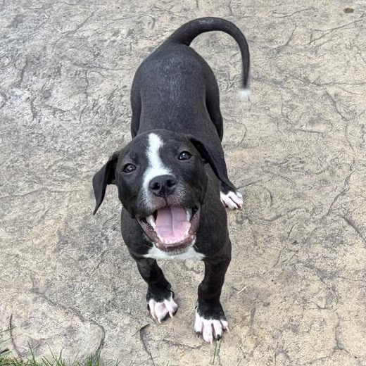 AUSTIN - Mixed Breed (Medium) for adoption in Madison
