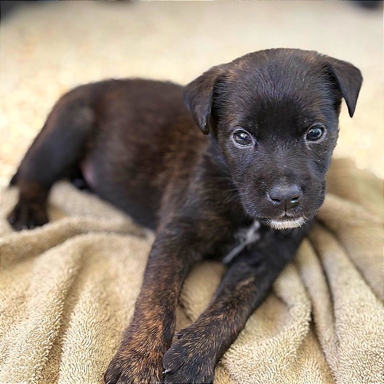 CARROT CAKE - Mixed Breed (Small) available for adoption