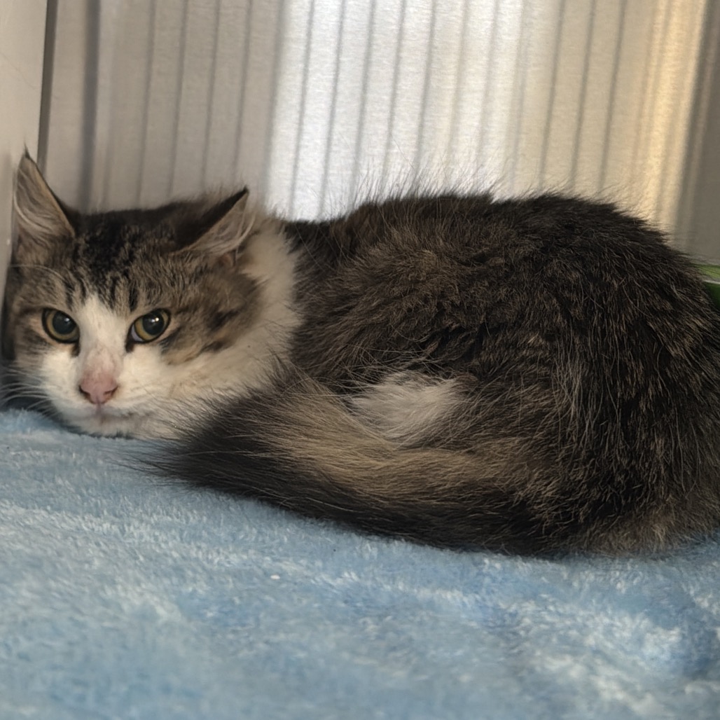 A#63's preview photo