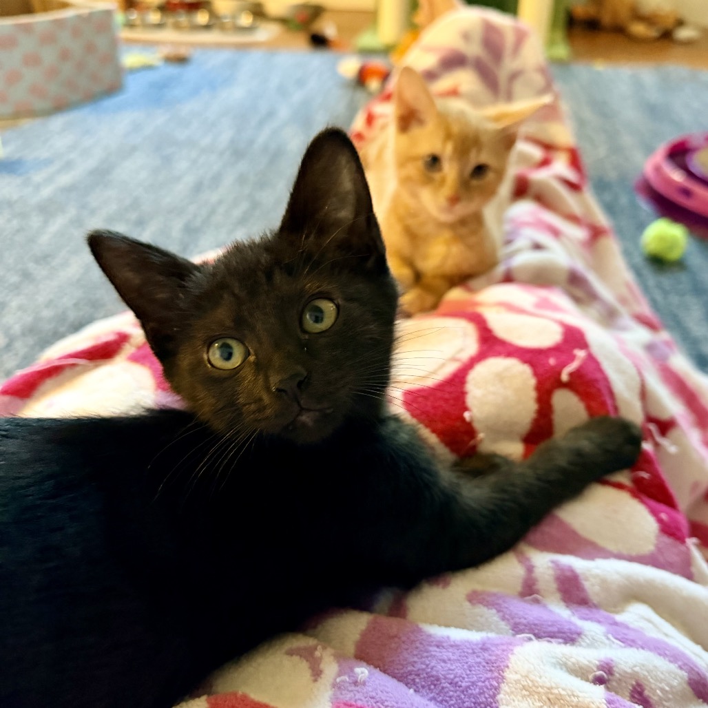 BOO - Domestic Shorthair available for adoption