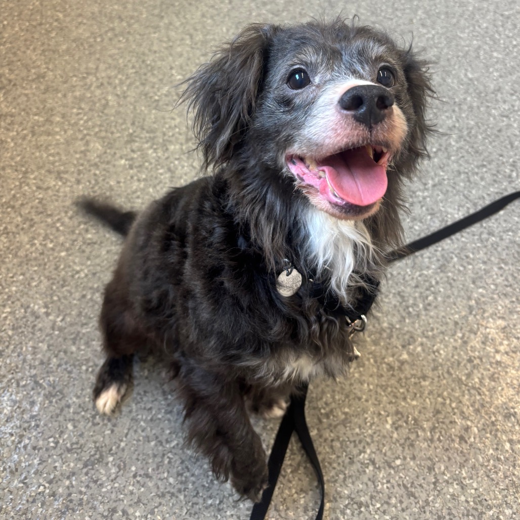 Trusty — thumbnail 3