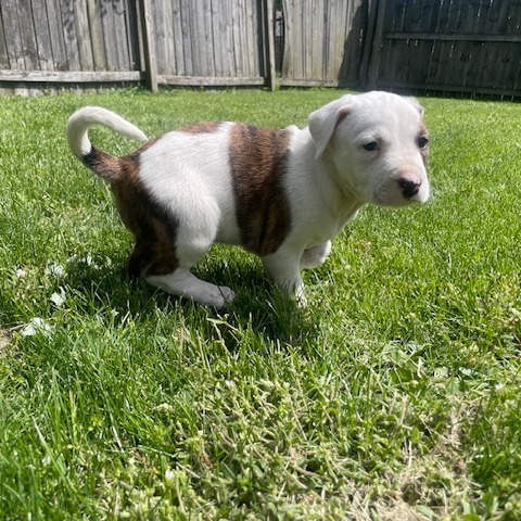 REED - Shepherd / Mix for adoption in Dayton
