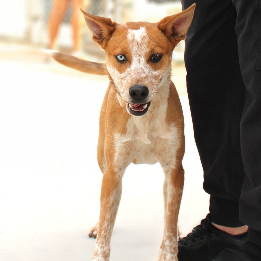 ALLEN - Mixed Breed (Medium) available for adoption
