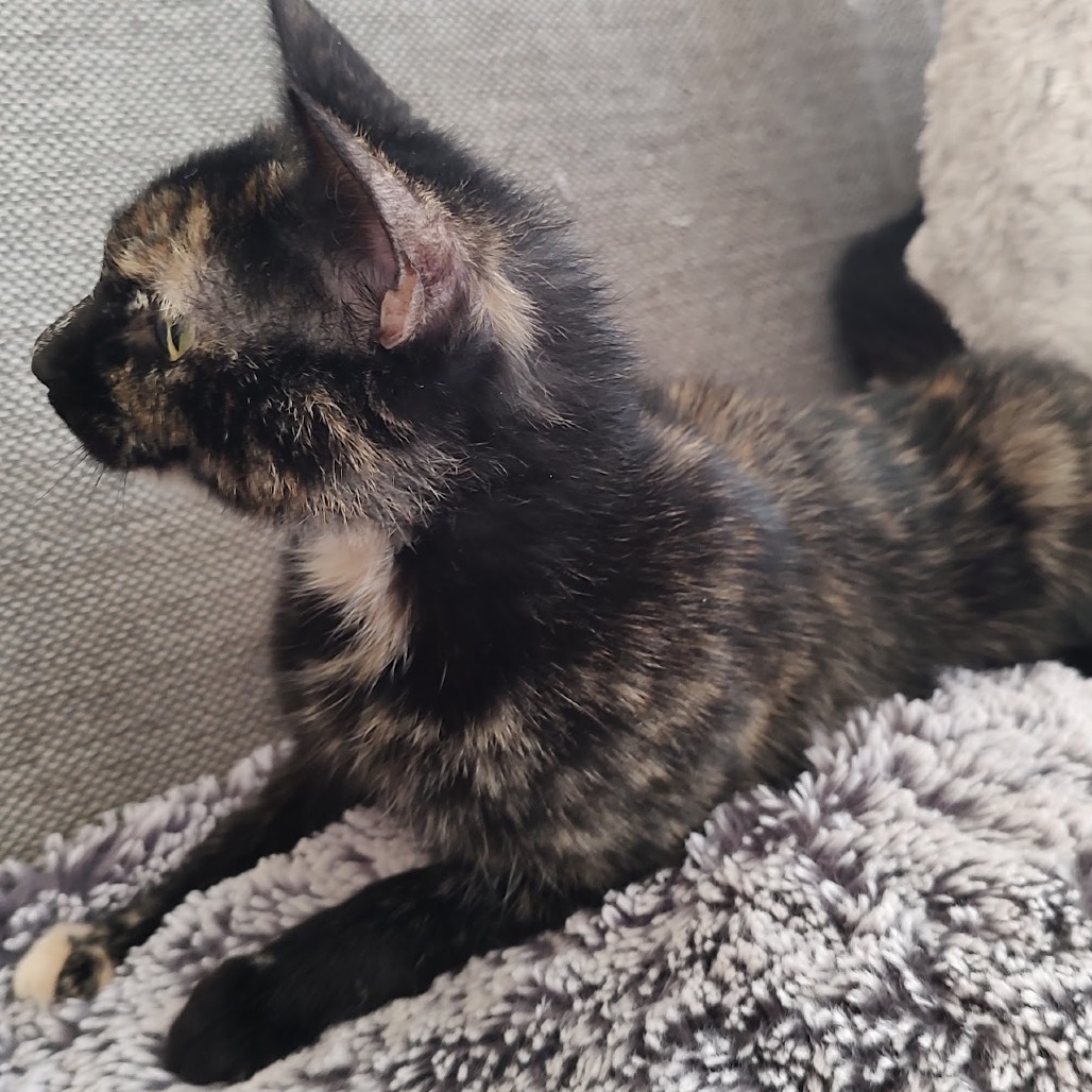 Lola — thumbnail 3