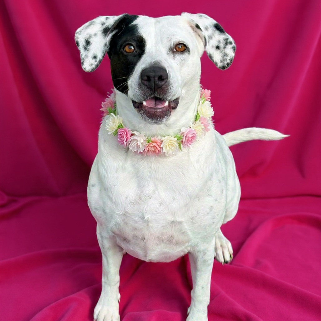 MARCIE - PAWS - Mixed Breed (Medium) for adoption in Las Cruces