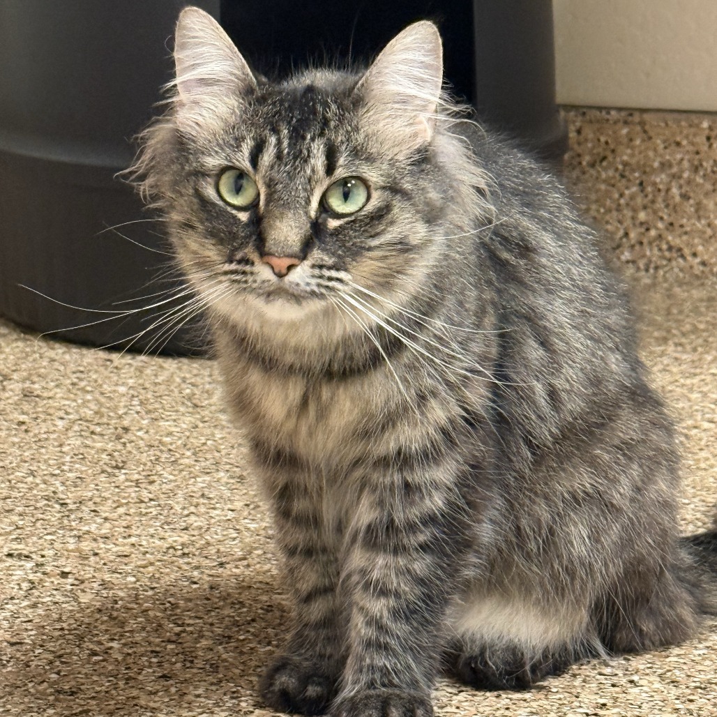 PEPPER - Domestic Medium Hair available for adoption