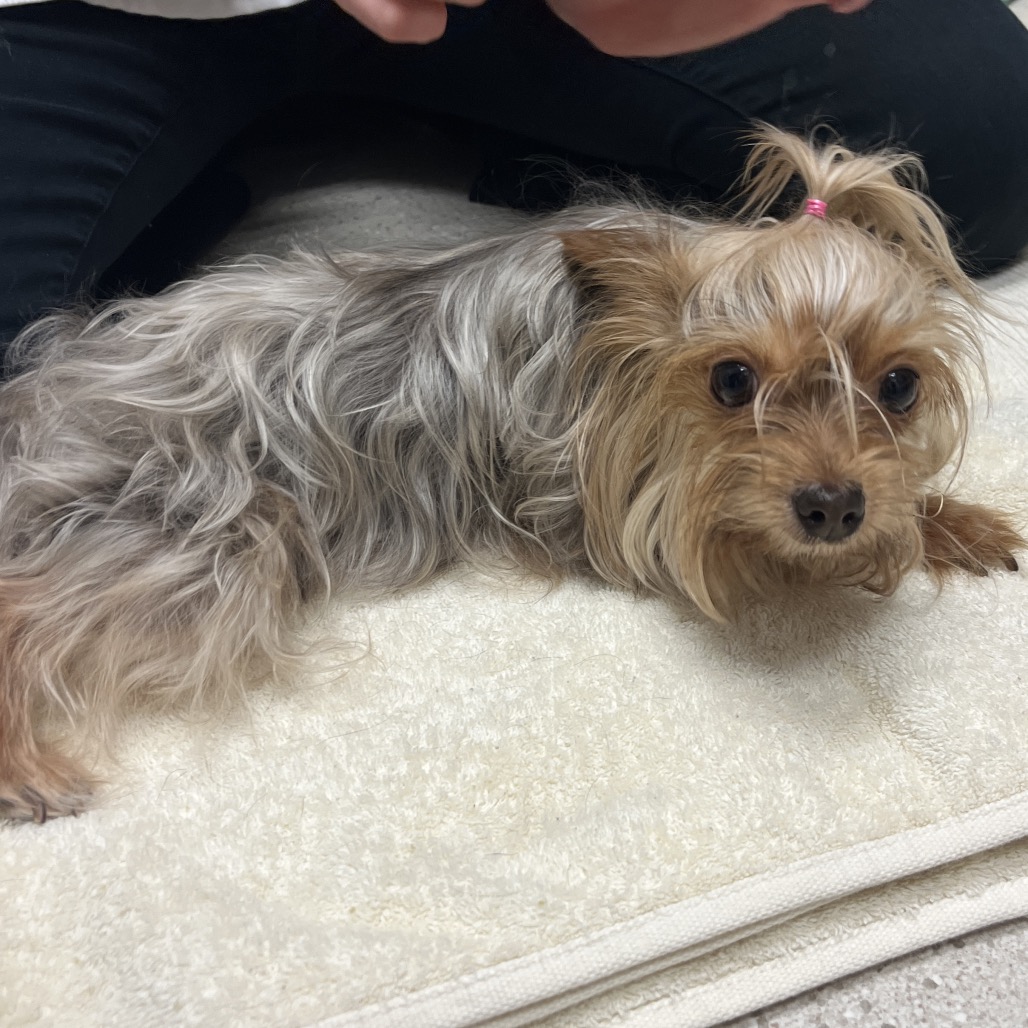 Cupcake — thumbnail 2