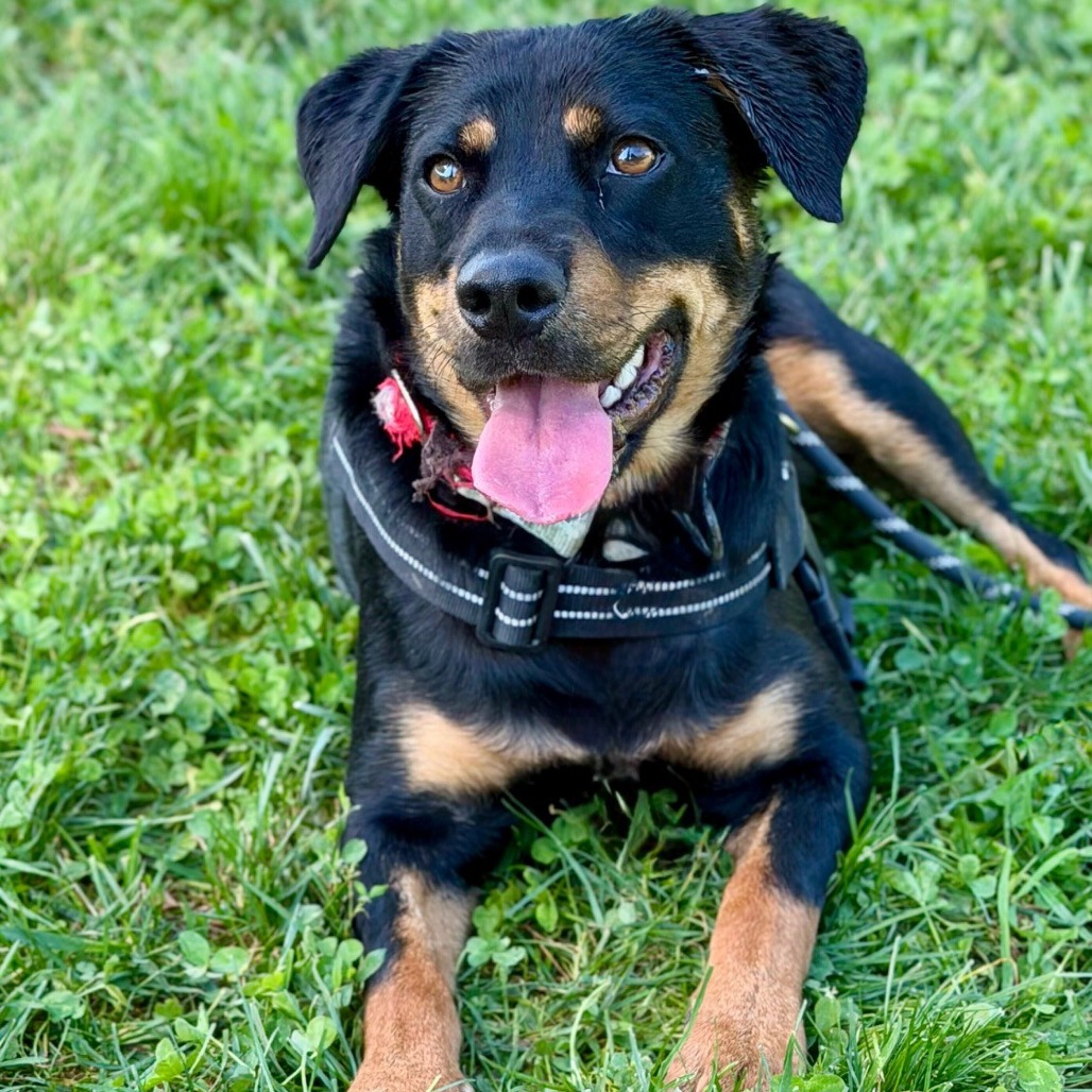 MAZIE - Mixed Breed (Medium) available for adoption