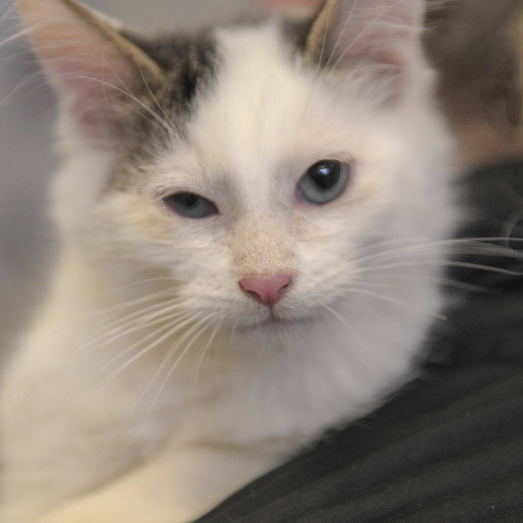Jax - Domestic Shorthair