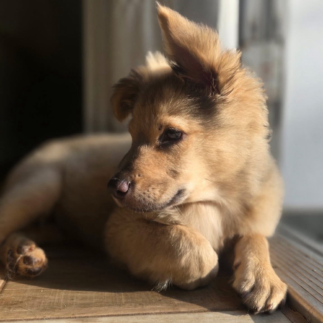 Image of Little Bear looking at the camera