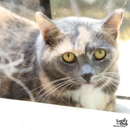 BUFFY - Domestic Shorthair available for adoption