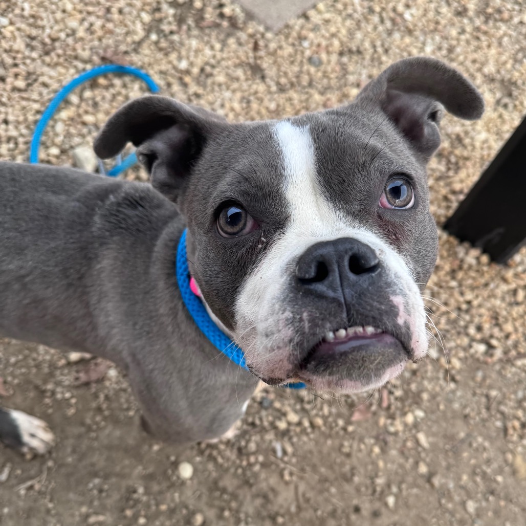 Saint Laurent — thumbnail 2