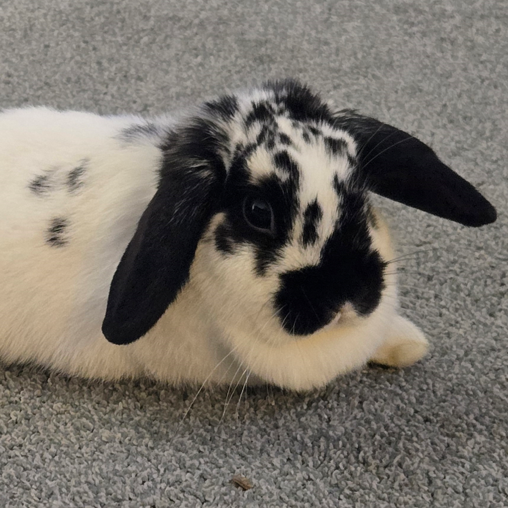 RACHEL - Lop / Mini available for adoption