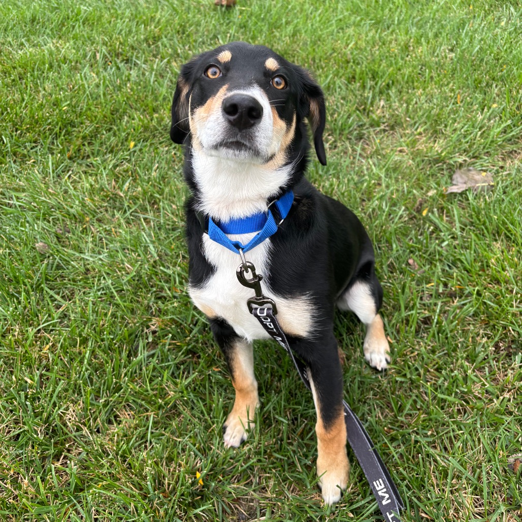 COWBOY - Mixed Breed (Medium) available for adoption