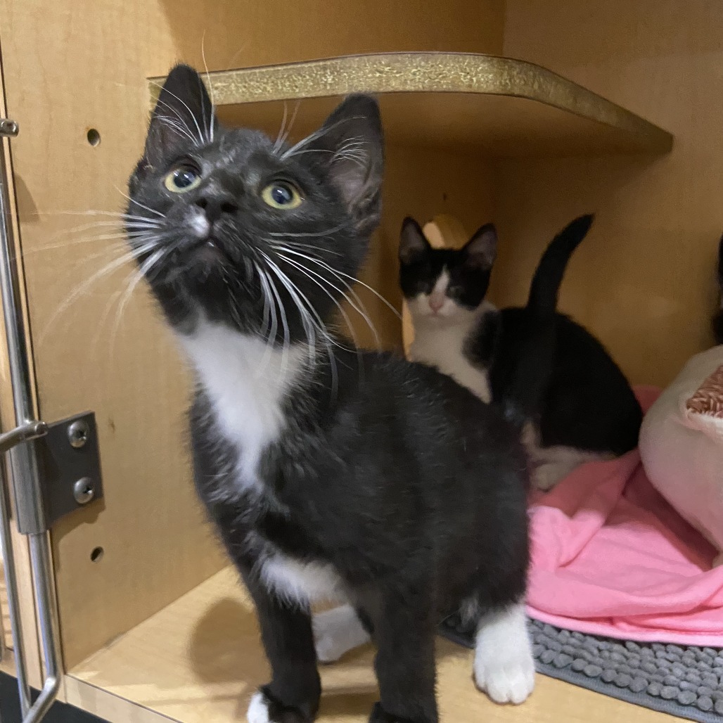 FLINT - Domestic Shorthair available for adoption