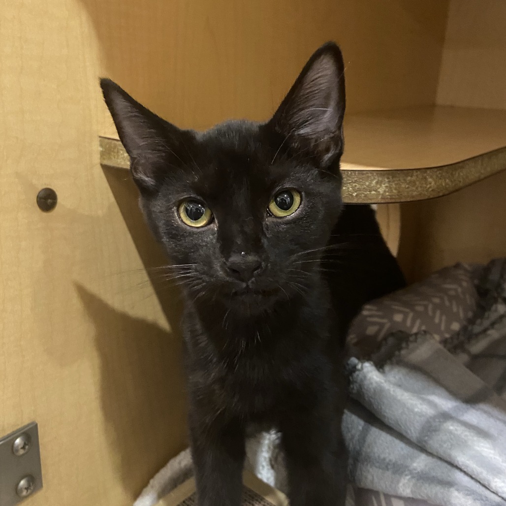 CHIPPY DIPPY - Domestic Shorthair available for adoption