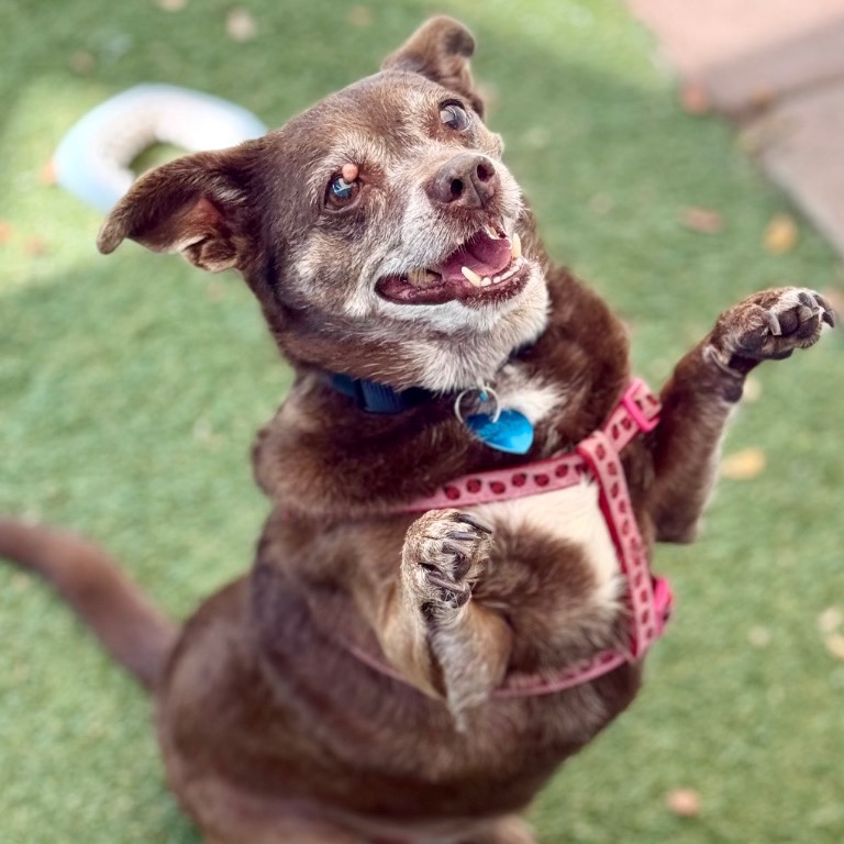 Photo of Hershey playing