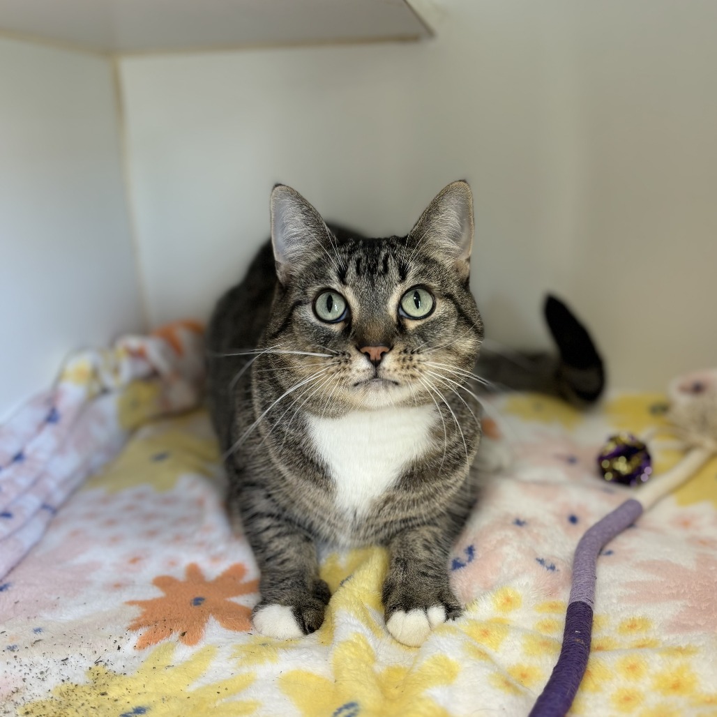 Pauline--In Foster***ADOPTION PENDING***, photo 3