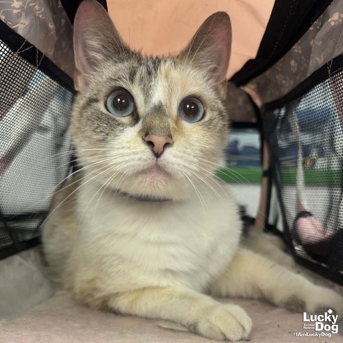 TINKERBELL - Domestic Shorthair available for adoption