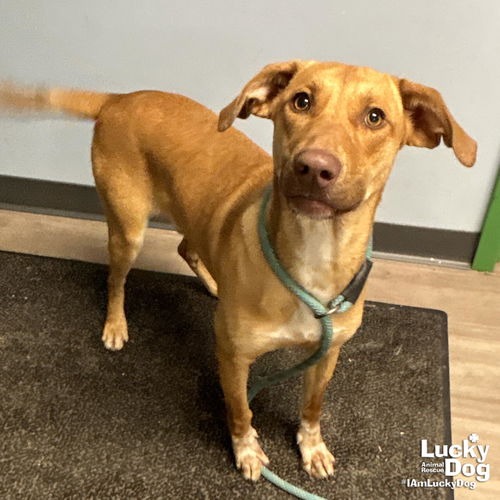 DOBBY - Shepherd / Retriever, Labrador available for adoption