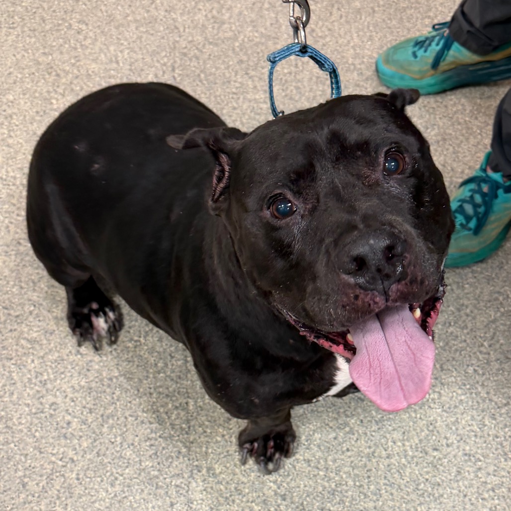 DEBO - Mixed Breed (Large) available for adoption
