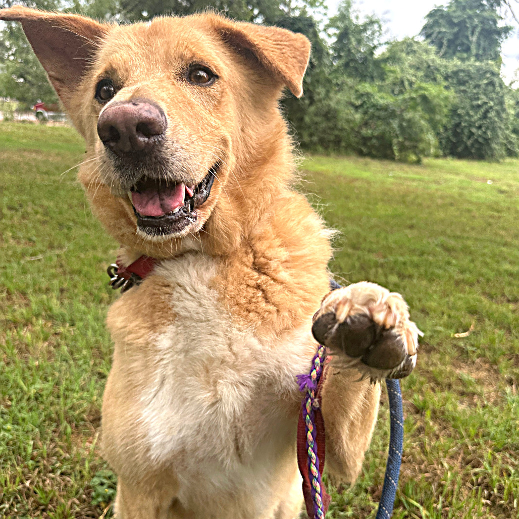 Anton, adoptable senior dog