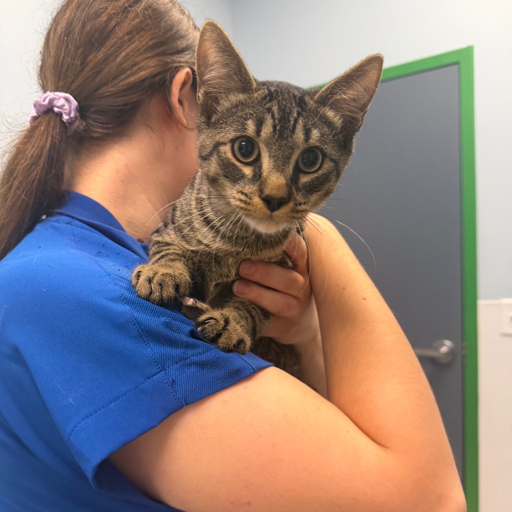 CENTAUR - Domestic Shorthair available for adoption