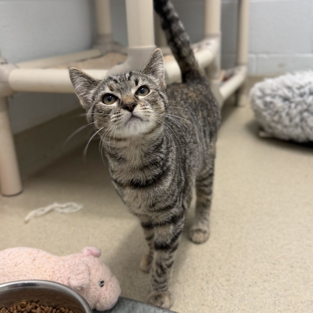 SEMORA - Domestic Shorthair available for adoption