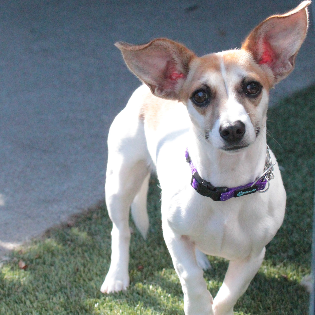 Petunia — thumbnail 4