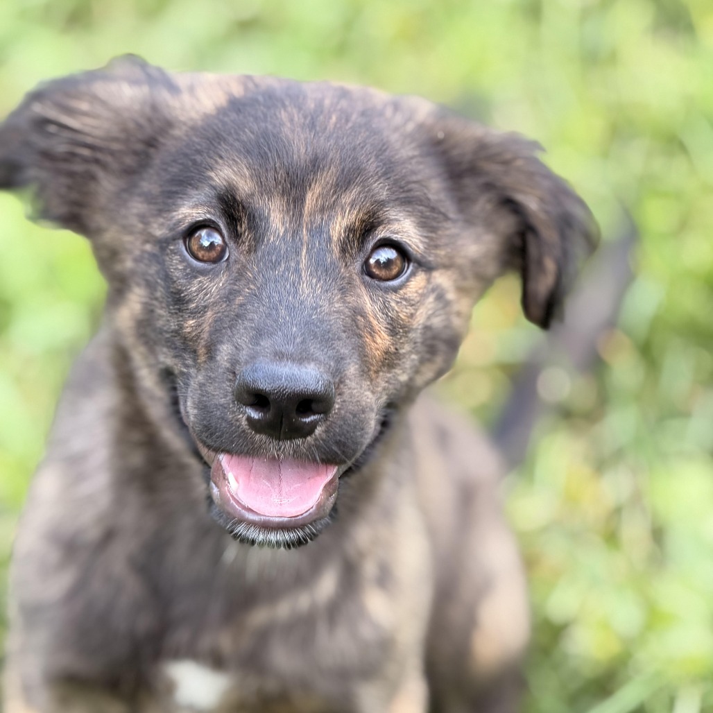 JUPITER - Shepherd, Australian / Hound, Plott available for adoption